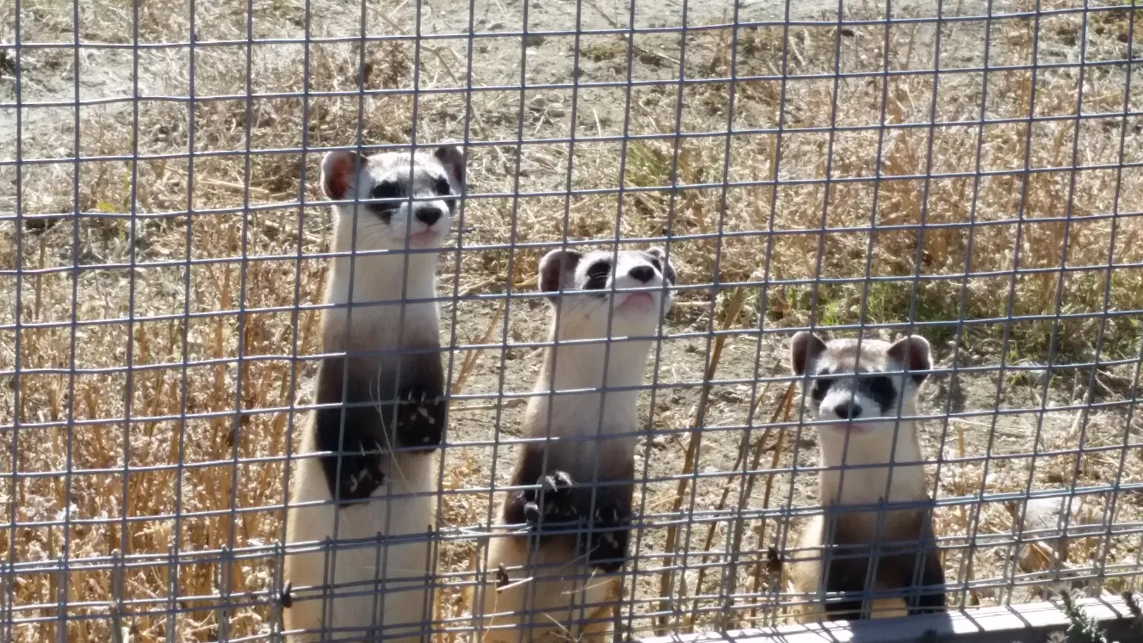 6. Captive Breeding Turned Zoos Into Lifeboats (Black-footed Ferrets in Preconditioning Pens, CC BY 2.0)