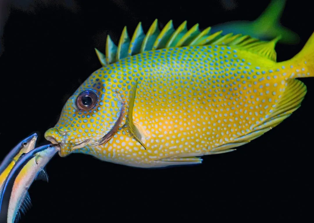 7. Cleaner Fish Running Underwater “Service Stations” (Image Credits: Unsplash)