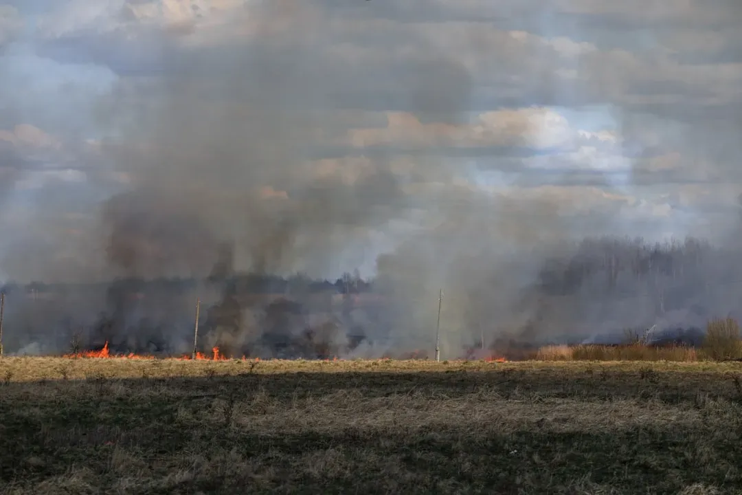 7. Bison, Fire, and Prairies: Restoring Grasslands the Way Nature Intended (Image Credits: Unsplash)