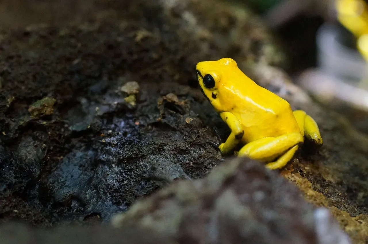 #1 The Poison Frog Holotype Mix-Up (Image Credits: Pixabay)