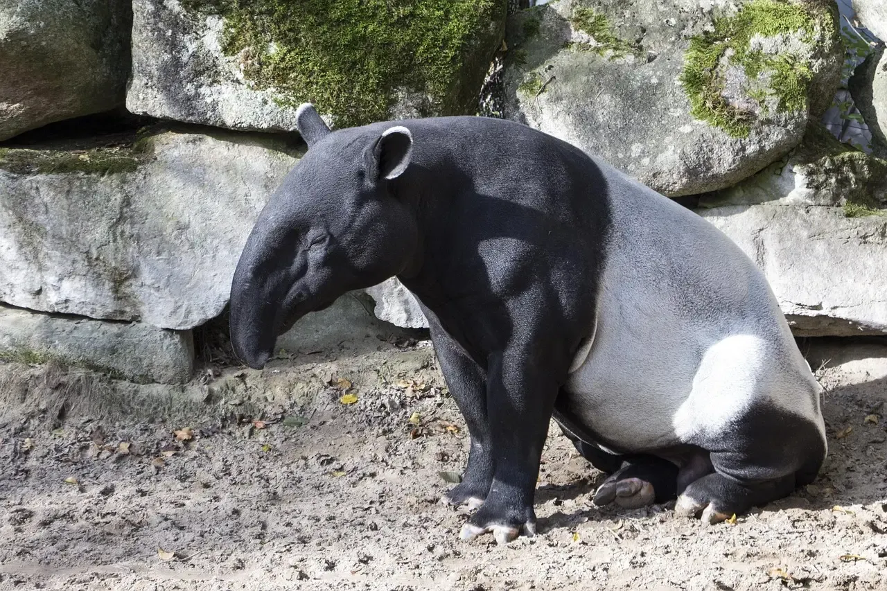 #7 - The Malayan Tapir: The Last of Its Kind (Image Credits: Pixabay)