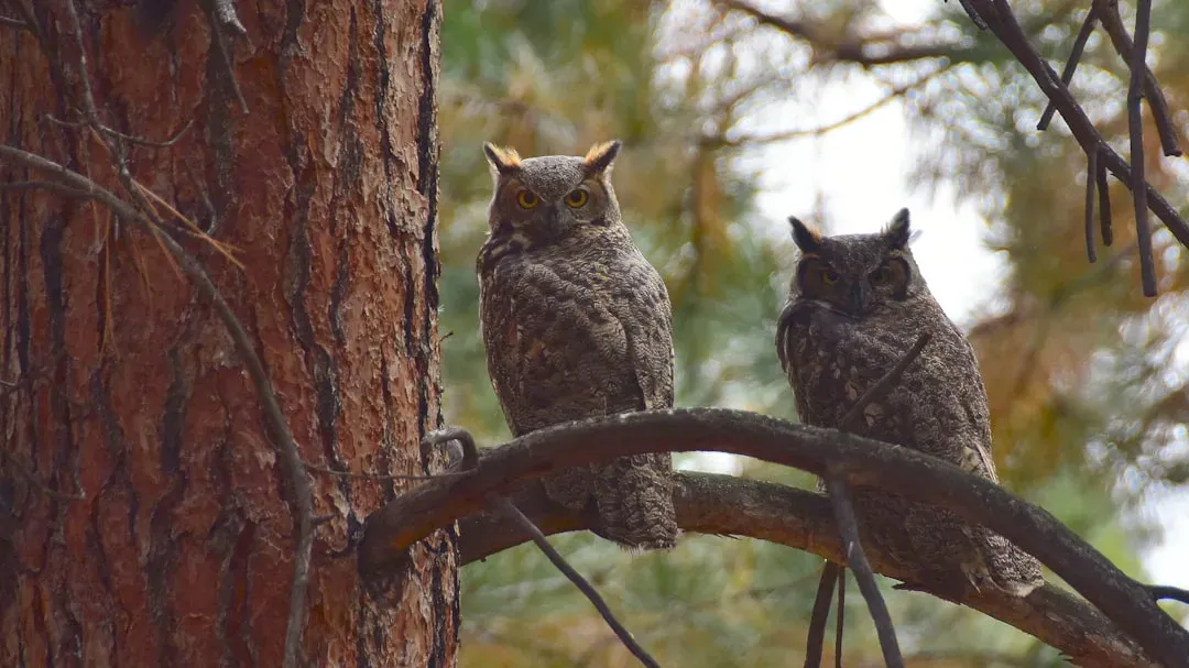 Calls From Opposite Directions: Possible Neighbors or a Mated Pair (Image Credits: Unsplash)