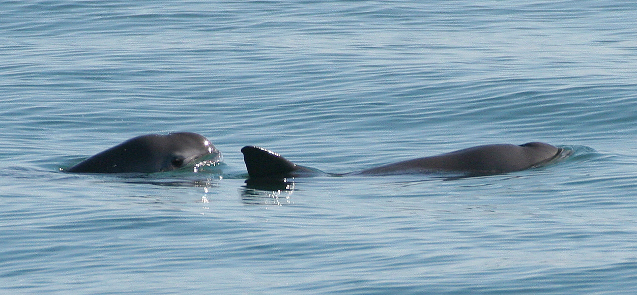 Vaquita Porpoise: Mexico's Disappearing Marine Marvel (Image Credits: Wikimedia)