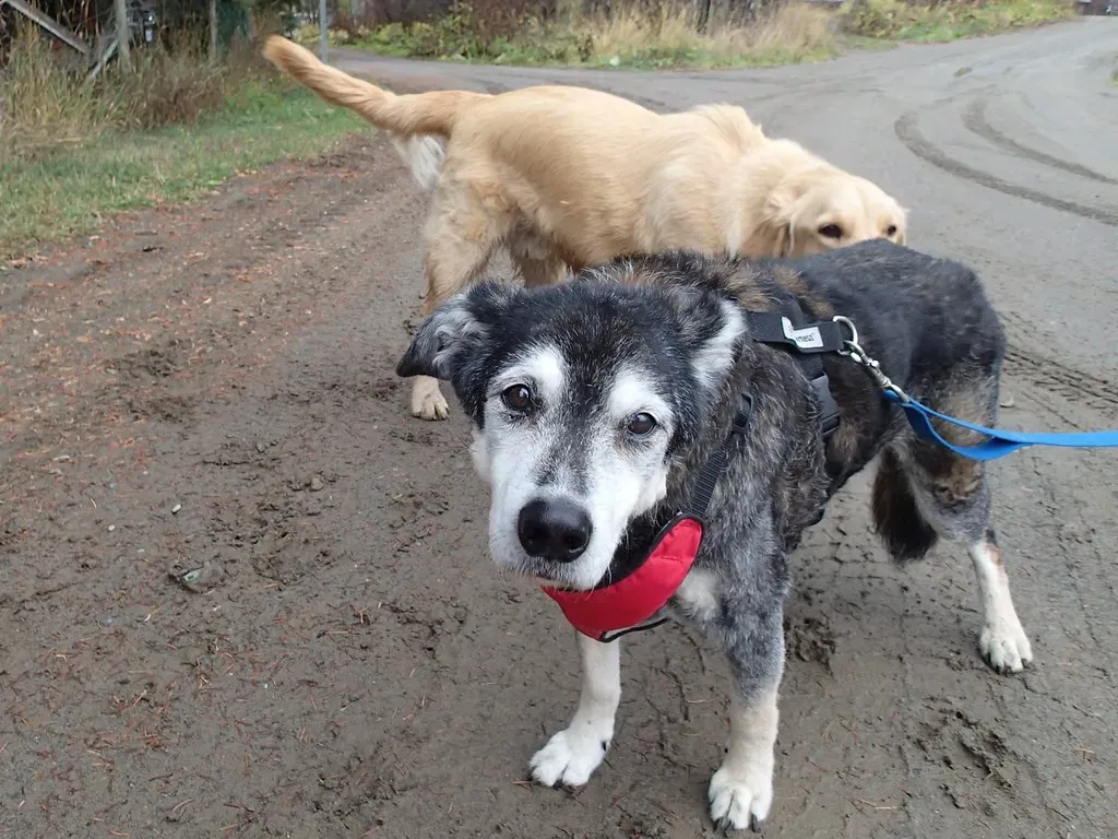 6. Sniffing Other Dogs’ Butts So Intently (cogdogblog, Flickr, CC BY 2.0)