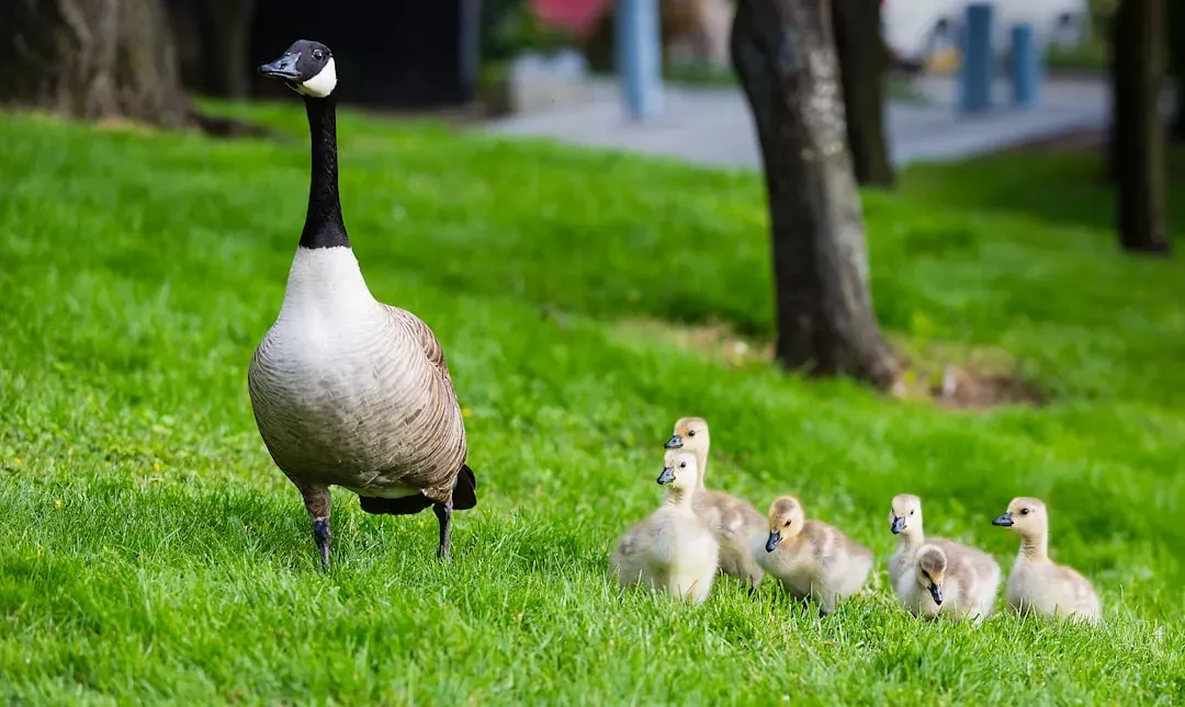 5. They’re Devoted Parents Who Actively Teach and Guard Their Young (Image Credits: Unsplash)