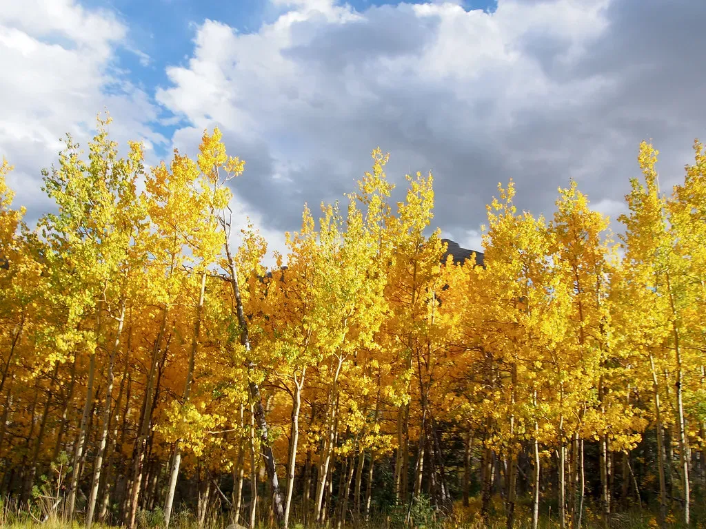 Pando: The Trembling Giant That Is One Tree, Not a Forest (wesleymiles, Flickr, CC BY 2.0)