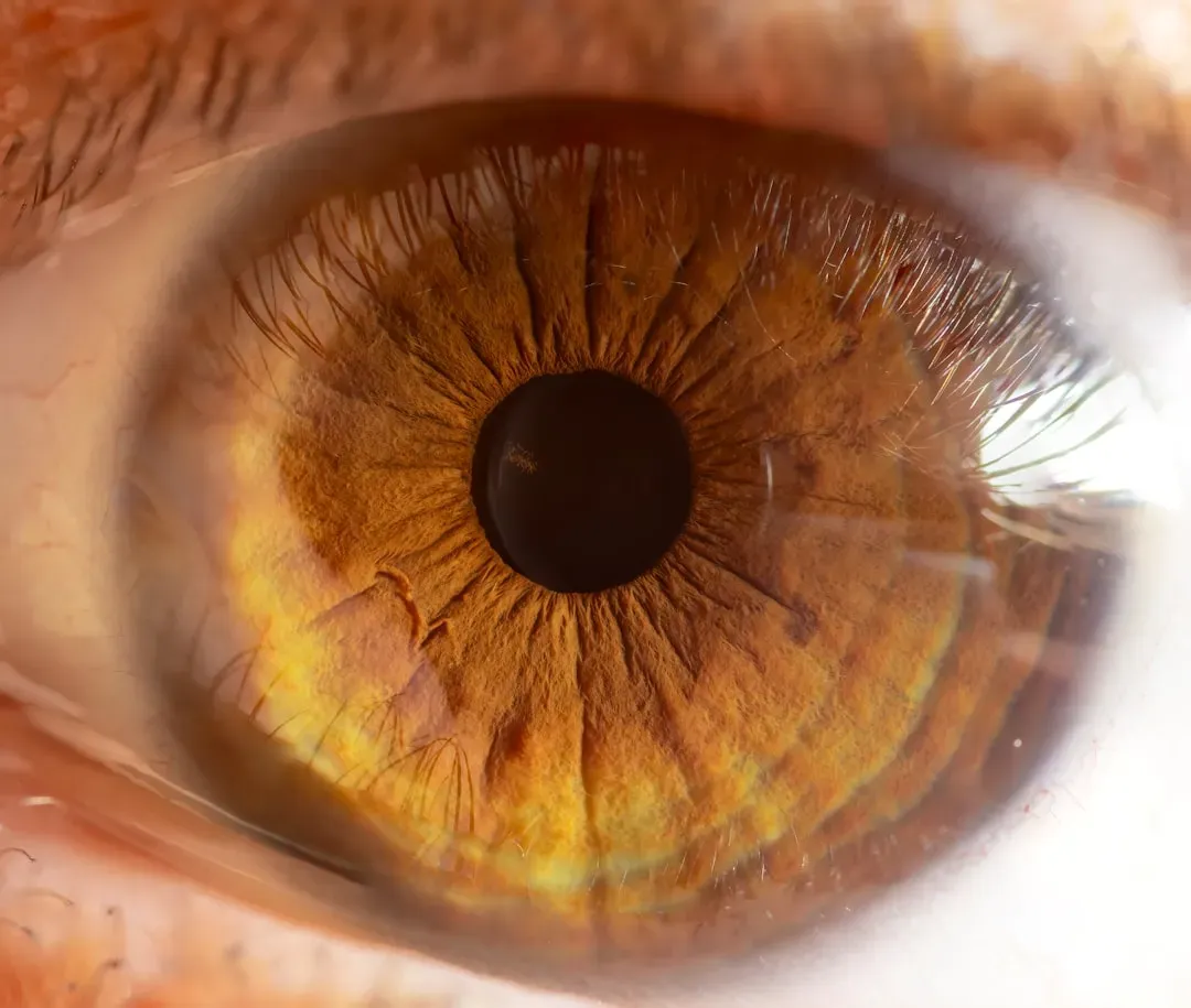 The Human Visual System and Its Limits (Image Credits: Unsplash)