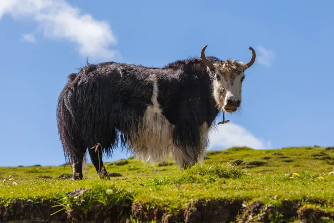 #10 Capricorn – The Stoic Yak Against the Storm (Image Credits: Unsplash)