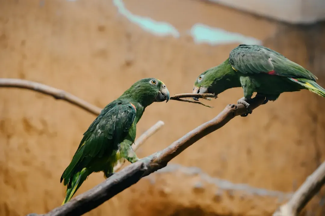 Teaching and Translation: From Talking Parrots to AI Decoders (Image Credits: Unsplash)