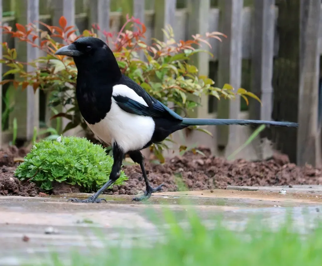 Gemini: The Curious Magpie (Image Credits: Rawpixel)