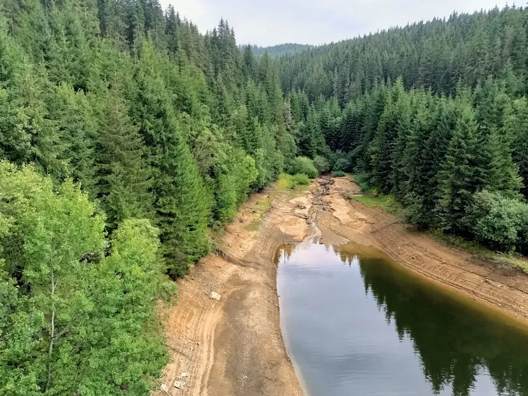 From Pest to Partner: The New Science of Beaver‑Led Restoration (Image Credits: Unsplash)