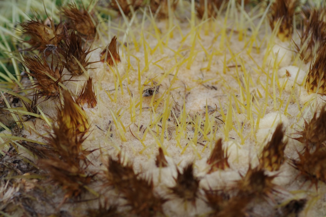 Three Ways Fungi Lock Carbon Underground (Image Credits: Unsplash)