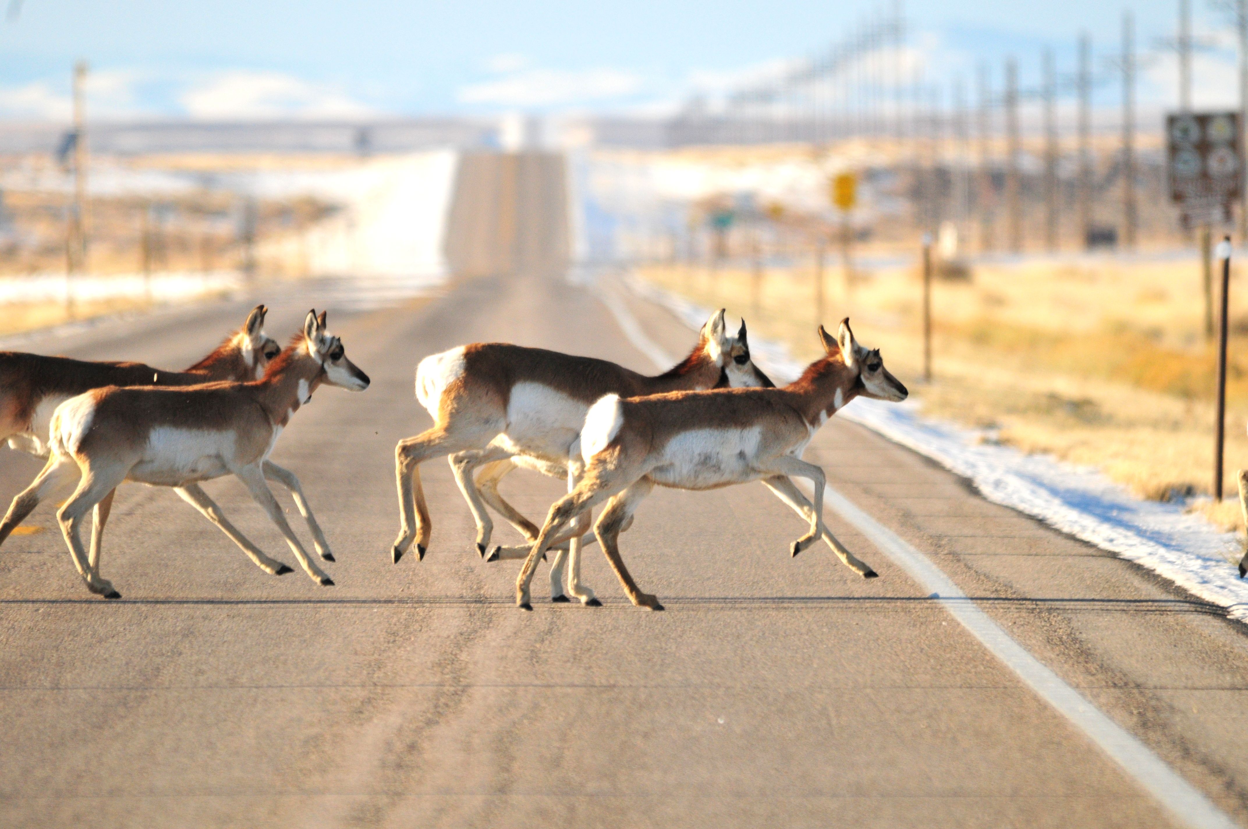 Wyoming's Trappers Point - Pronghorn Paradise (Image Credits: Wikimedia)