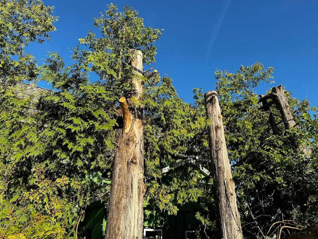 Trees in Trouble: How Forests Broadcast Distress (Image Credits: Unsplash)