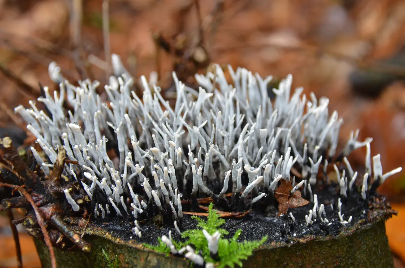 The Carbon Keepers: Fungi's Critical Role in Climate Change (Image Credits: Wikimedia)