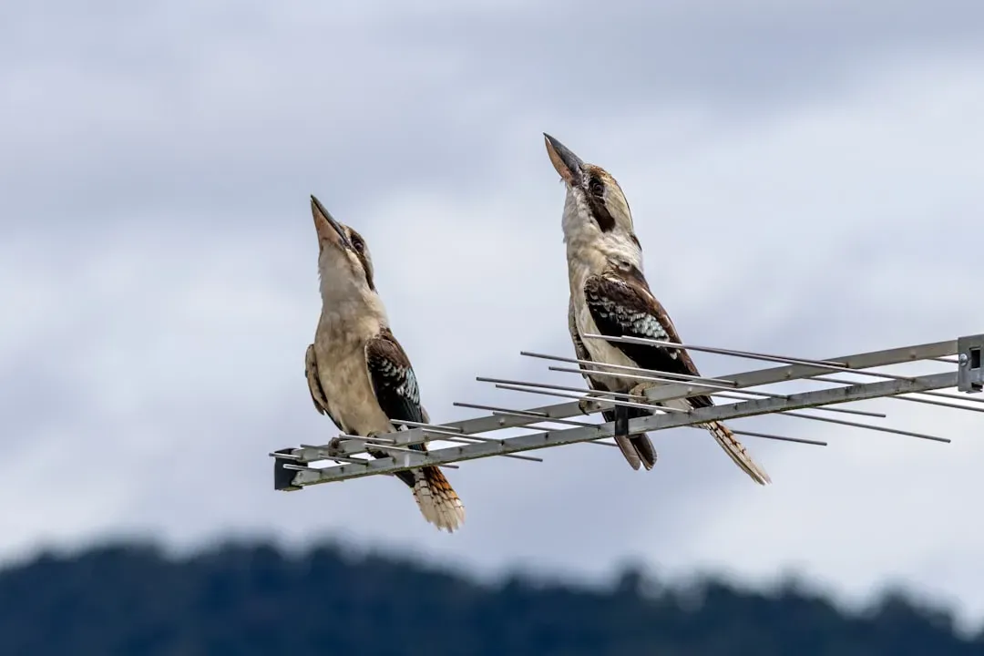 What The New Animal Cognition Work Is Actually Saying (Image Credits: Unsplash)