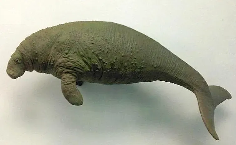 11. Steller's Sea Cow: The Giant "Mermaid" That Wouldn't Sink (kindly granted by the author, CC BY-SA 4.0)
