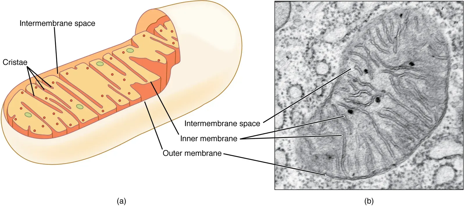 Energy Production in Your Cells Becomes Less Reliable (By OpenStax, CC BY 4.0)