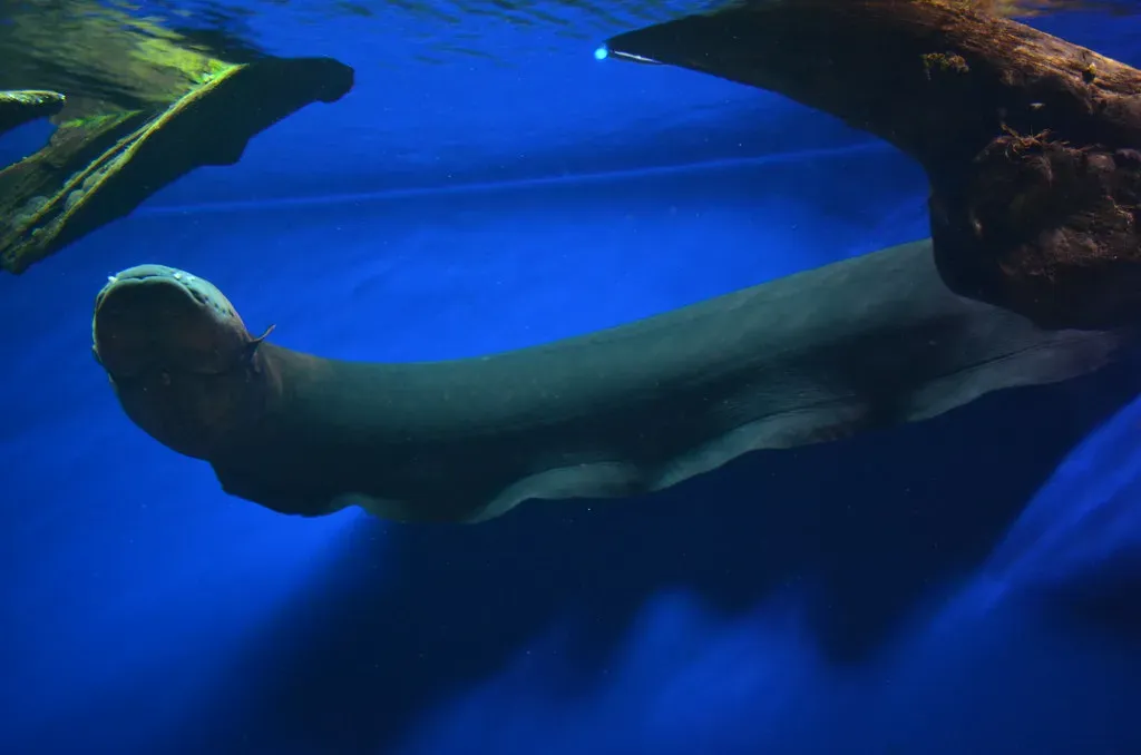 They Leap Out of Water to Deliver Maximum Shock (Image Credits: Flickr)