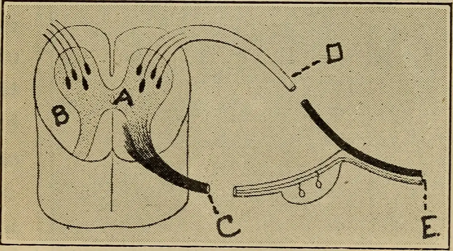 The Tug-of-War Between Attention and Distraction (Image Credits: Wikimedia)