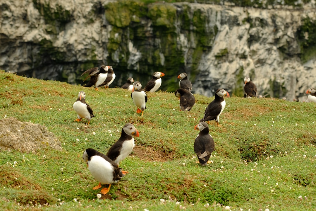 Eastern Egg Rock, Maine: The Puffin Success Story (Image Credits: Unsplash)
