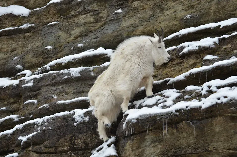 Capricorn: The Determination of the Mountain Goat (Image Credits: Pexels)