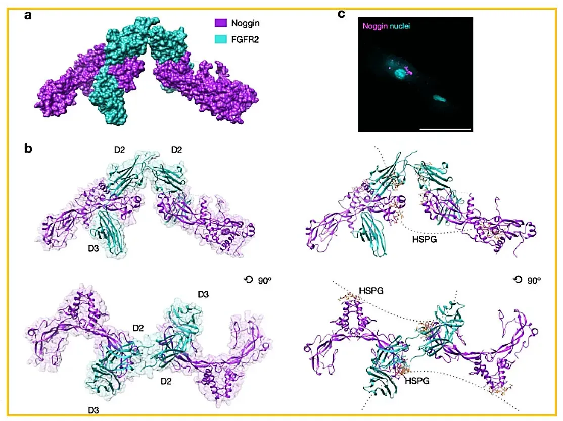 Shared Bodies: Chimeras, Mosaic Selves, and Vanishing Twins (Image Credits: Wikimedia)