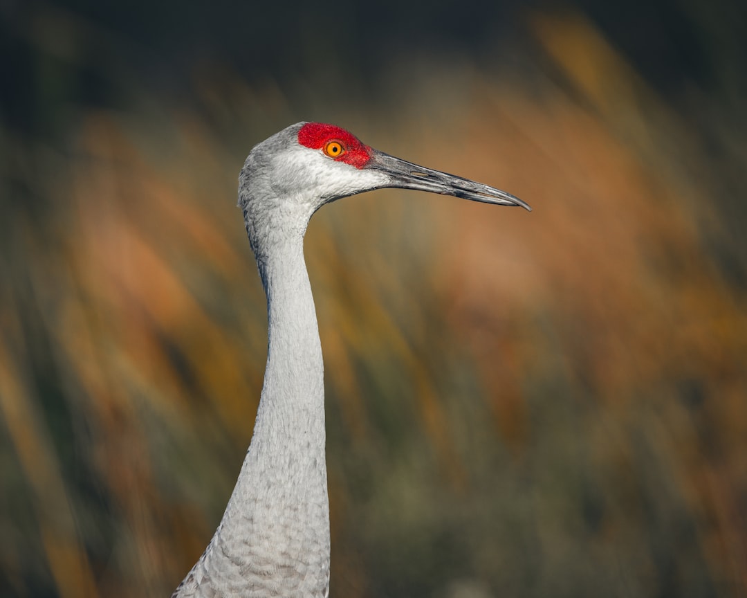 Bosque del Apache National Wildlife Refuge, New Mexico (Image Credits: Unsplash)