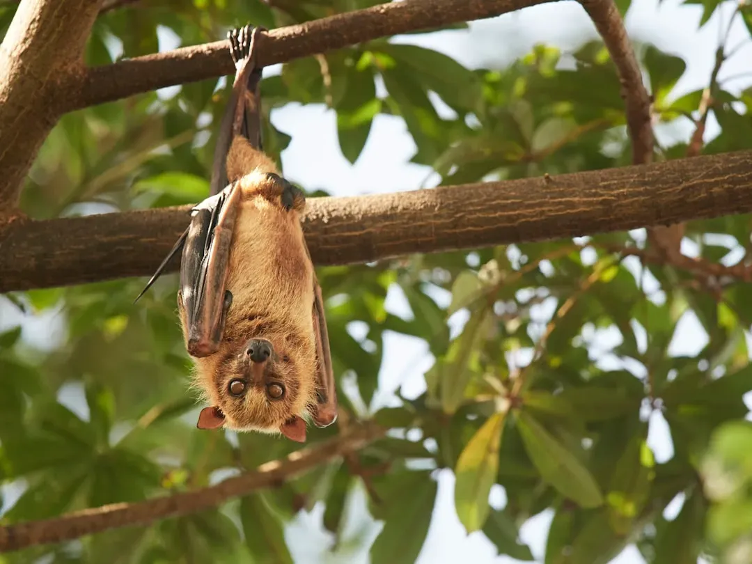 #5 - Philippine Naked-Backed Fruit Bat: A Cave Specialist Misjudged (Image Credits: Unsplash)