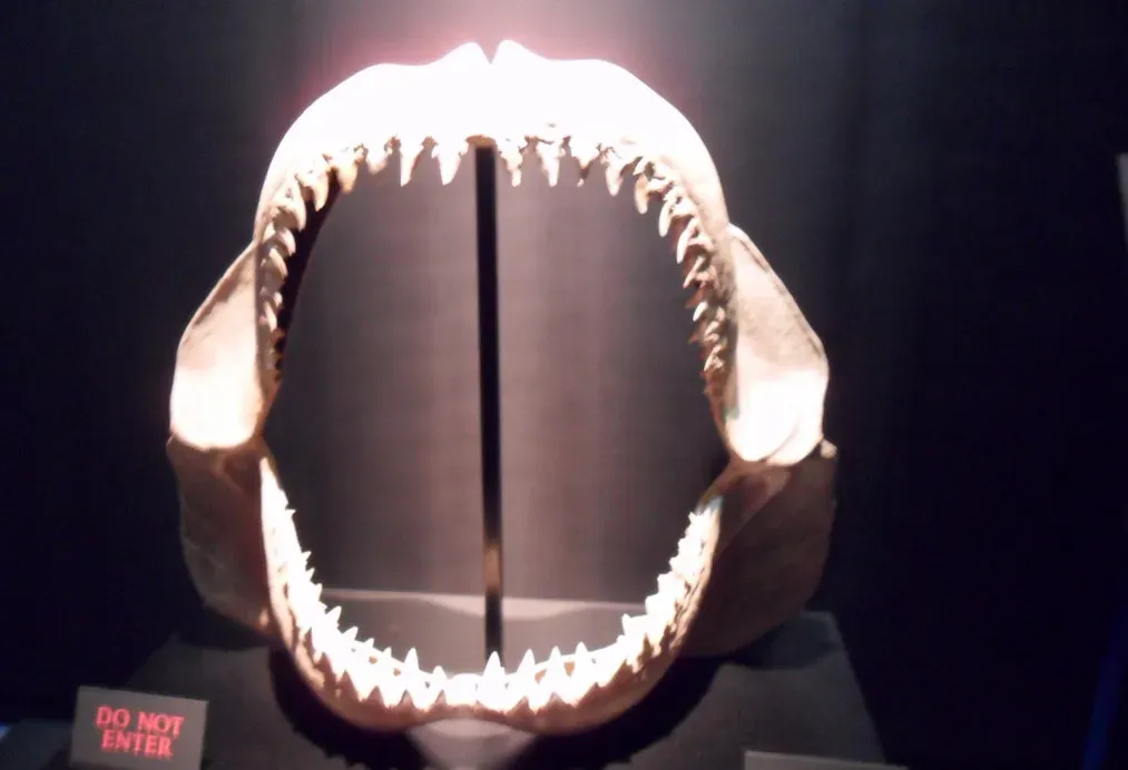 Its Bite Force Turned Whales Into Soft Fruit (Image Credits: Flickr)