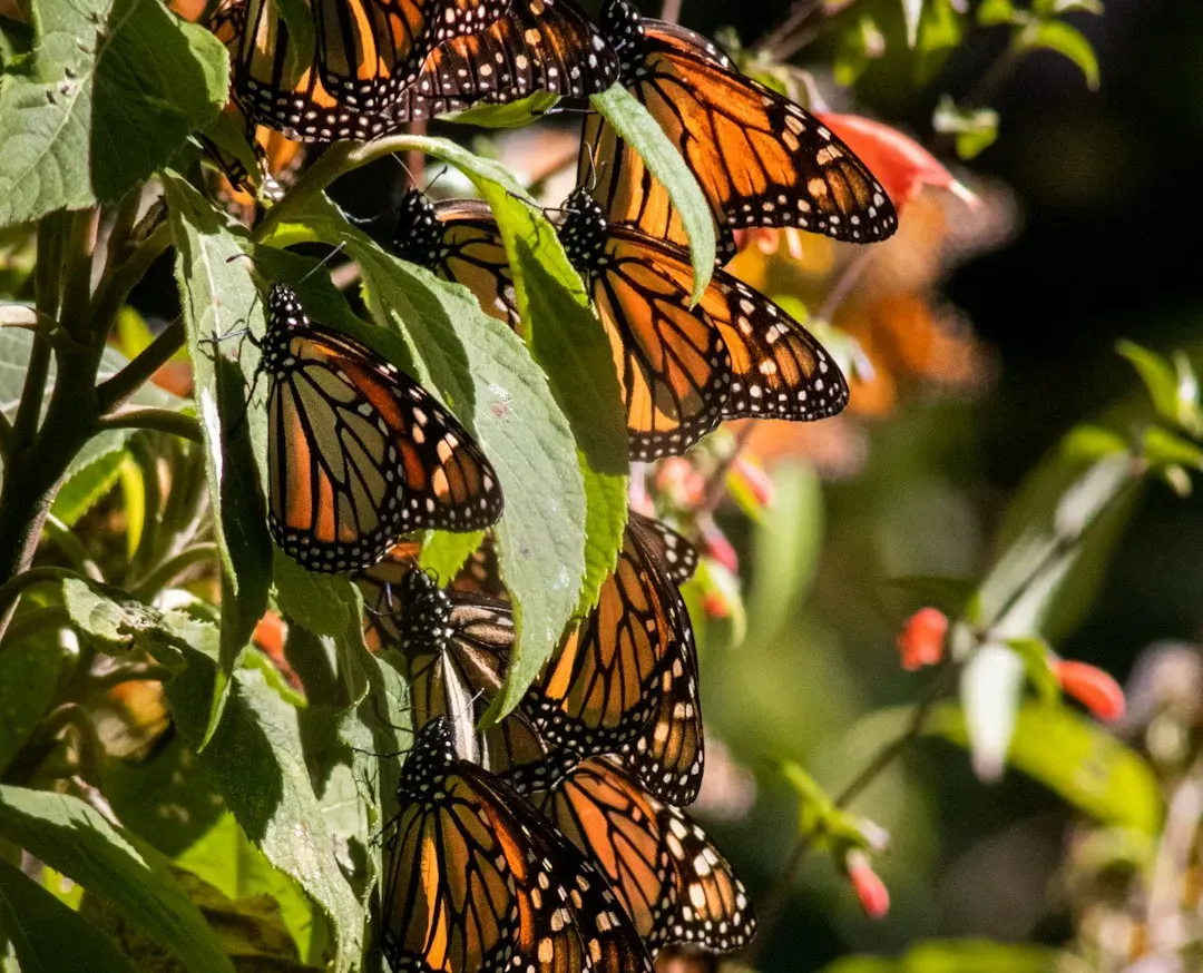 The Impossible Migrations of Monarch Butterflies (Image Credits: Unsplash)