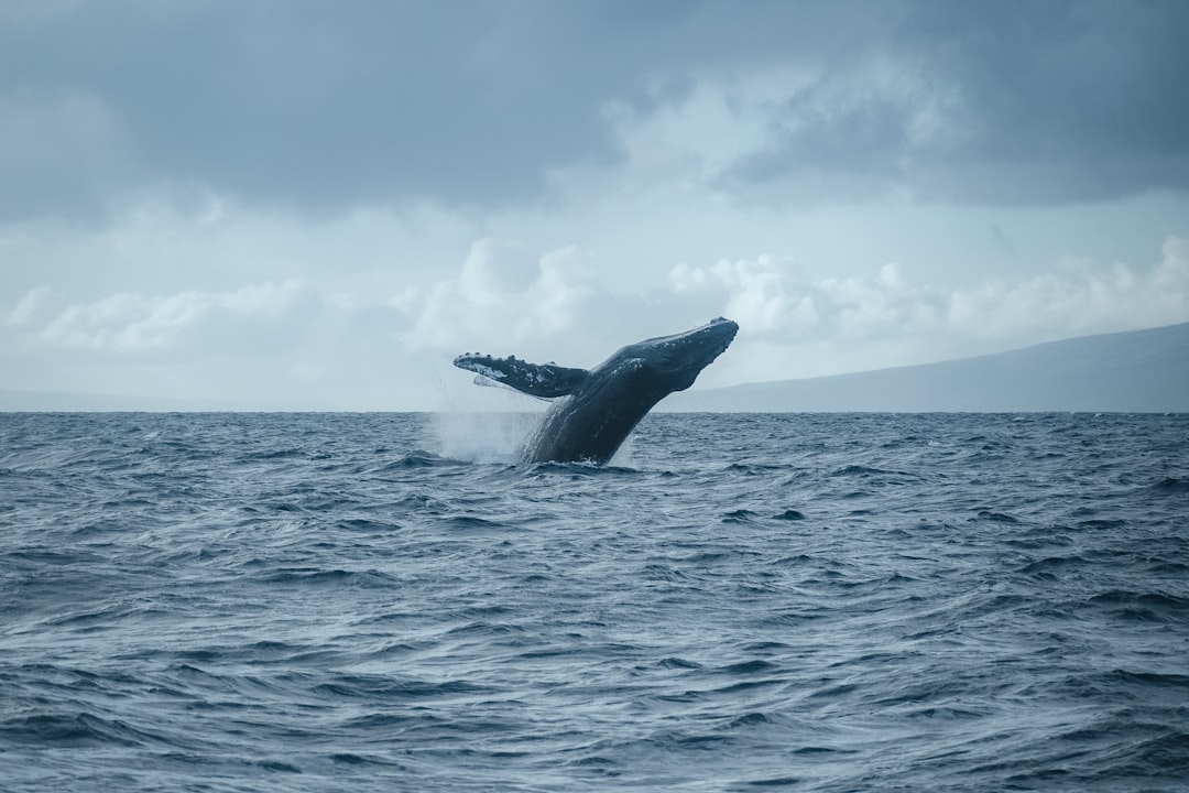 Pisces and the Intuitive Whale (Image Credits: Unsplash)