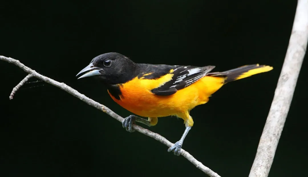 7. Their Name Comes From Old Royal Colors, Not Just the City (Image Credits: Unsplash)