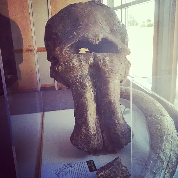 2. Cyclopes and the Skulls of Ancient Elephants (cletch, Flickr, CC BY 2.0)