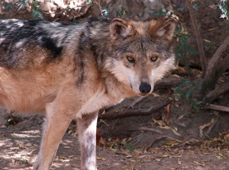 Capricorn – The Unshakable Strategist (Desert Wolf / Arabian Wolf) (Exia_Photography, Flickr, CC BY 2.0)