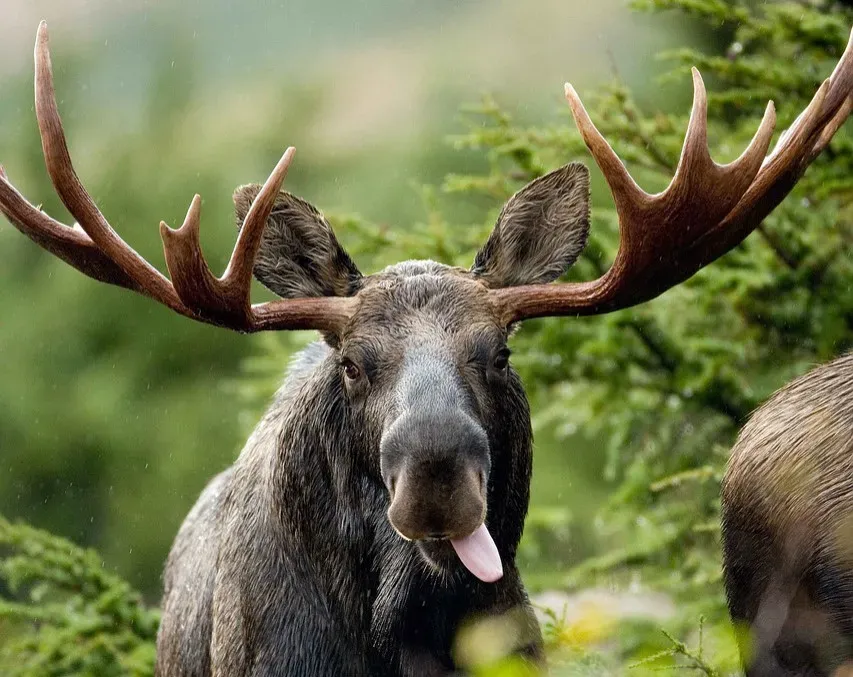 8. Large Animals As Nutrient And Seed Transporters (Image Credits: Pixabay)