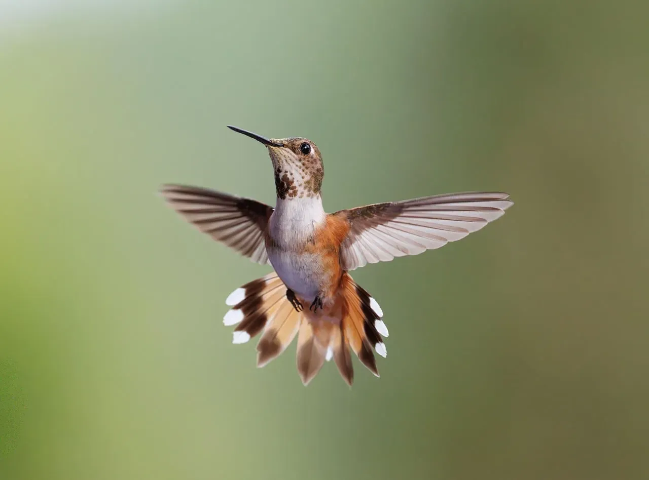 #9 - They Don't Just Fly Forwards; They Toggle Into Reverse Like a Drone (Image Credits: Pixabay)