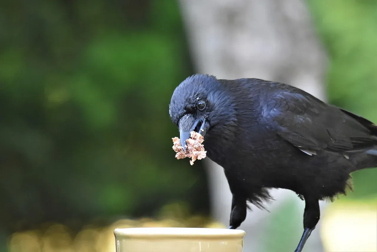 Risk Management in Feathers: Why Many Caches Beat One (Image Credits: Pixabay)