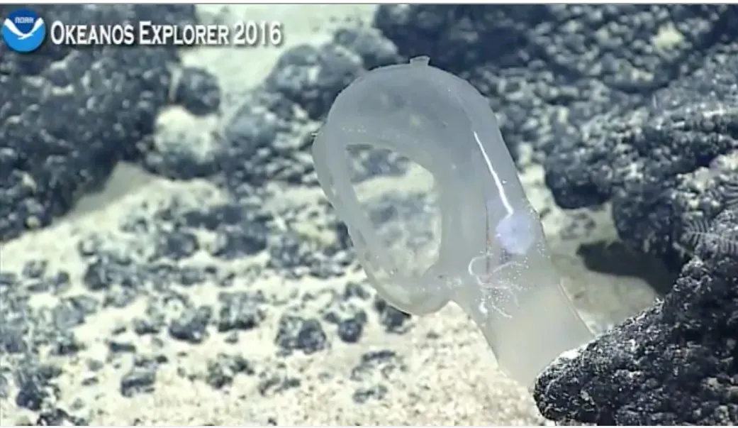 #12 - The Deep-Sea Tunicate With a Venus Flytrap Mouth (By NOAA Okeanos Explorer, Public domain)