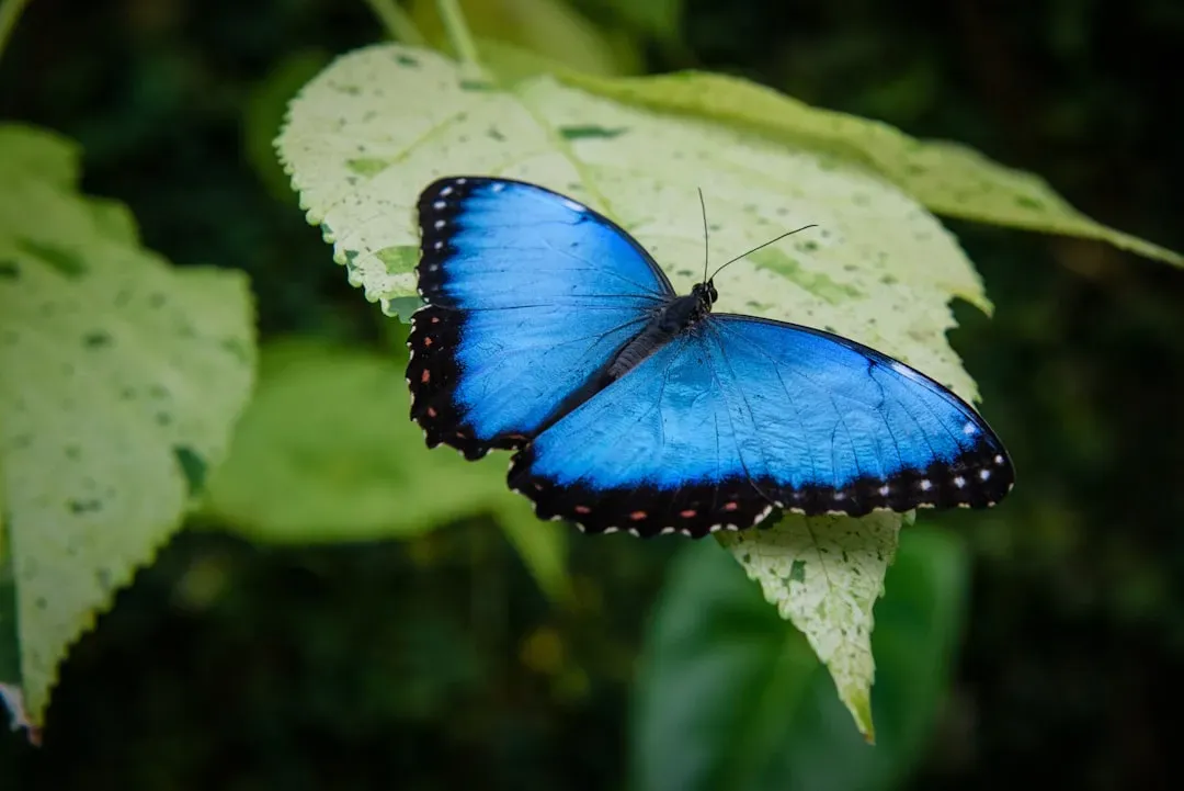 #1 - The Blue Morpho Butterfly Is Secretly Brown (Image Credits: Unsplash)