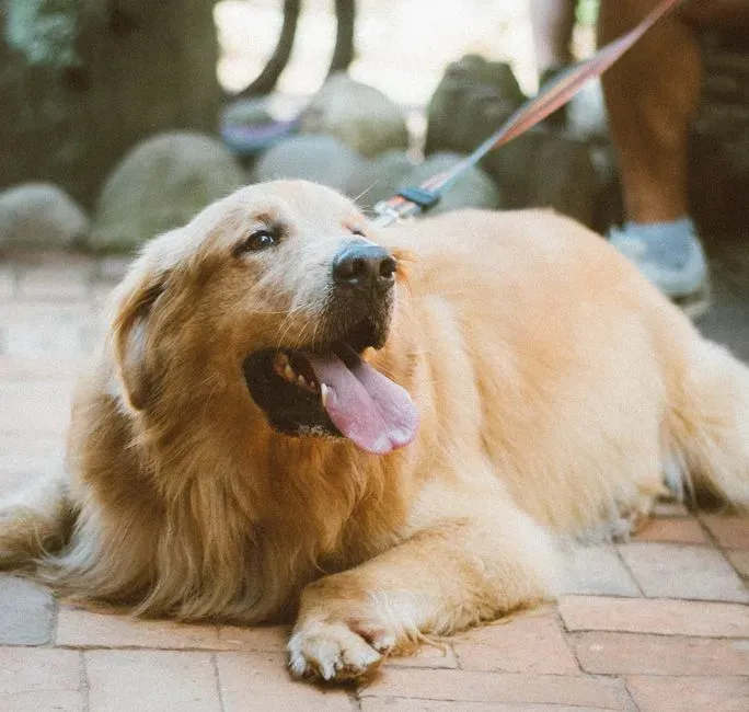 Golden Retriever: The Empathetic Comfort Expert (Image Credits: Pexels)