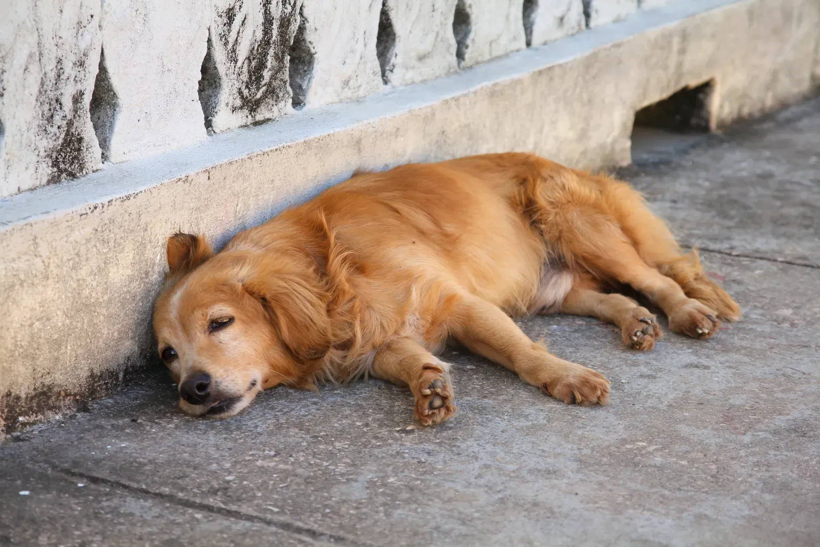 Mixed-Breed Seniors: The Overlooked Budget-Friendly Gems (By Marek Ślusarczyk (Tupungato) Photo portfolio, CC BY 3.0)