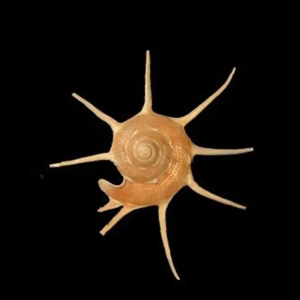#5 The Deep-Sea Snail with a Mystery Shell (By User:Pet, CC BY-SA 3.0)