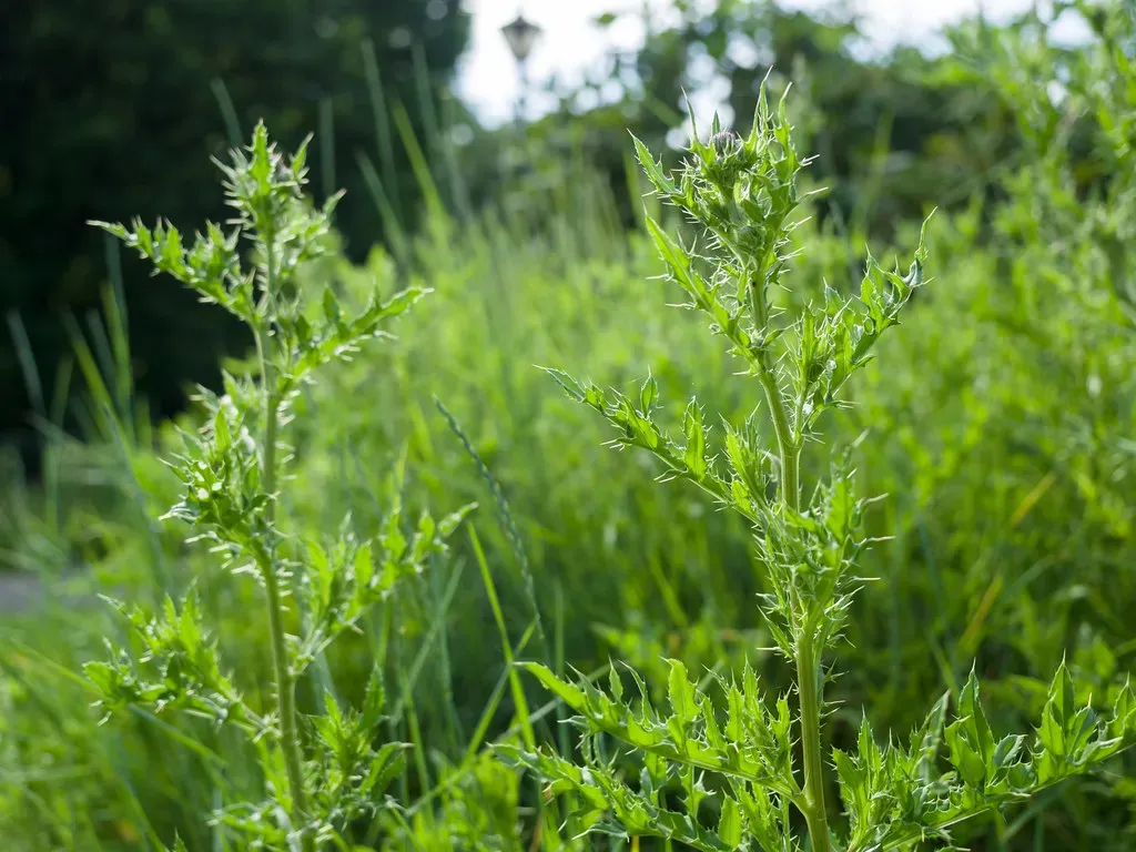 1. Electrical Signals That Look Like Plant Nerve Impulses (James E. Petts, Flickr, CC BY-SA 2.0)