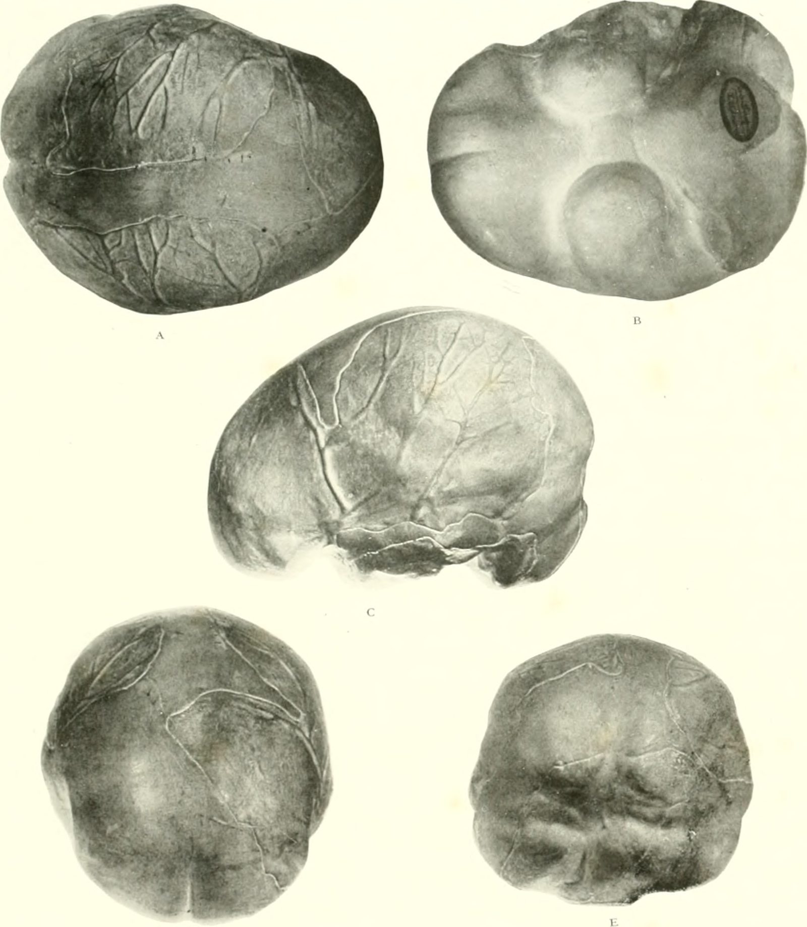 From Survival Circuits to Modern Joy (Image Credits: Wikimedia)