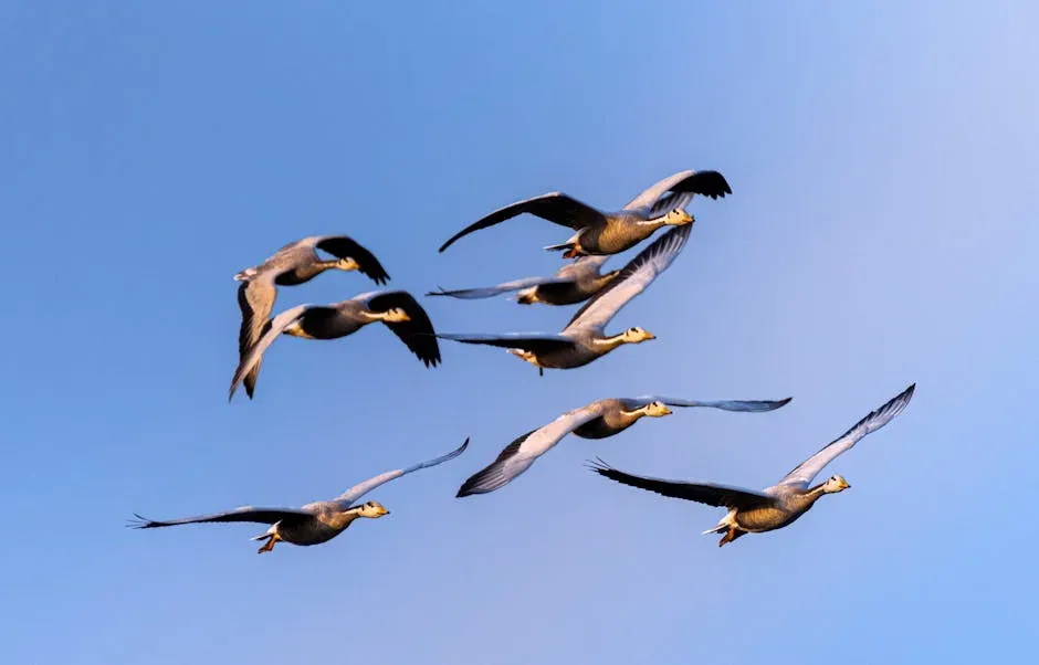 8. The Bar-Headed Goose's Oxygen-Defying Flight (Image Credits: Pexels)