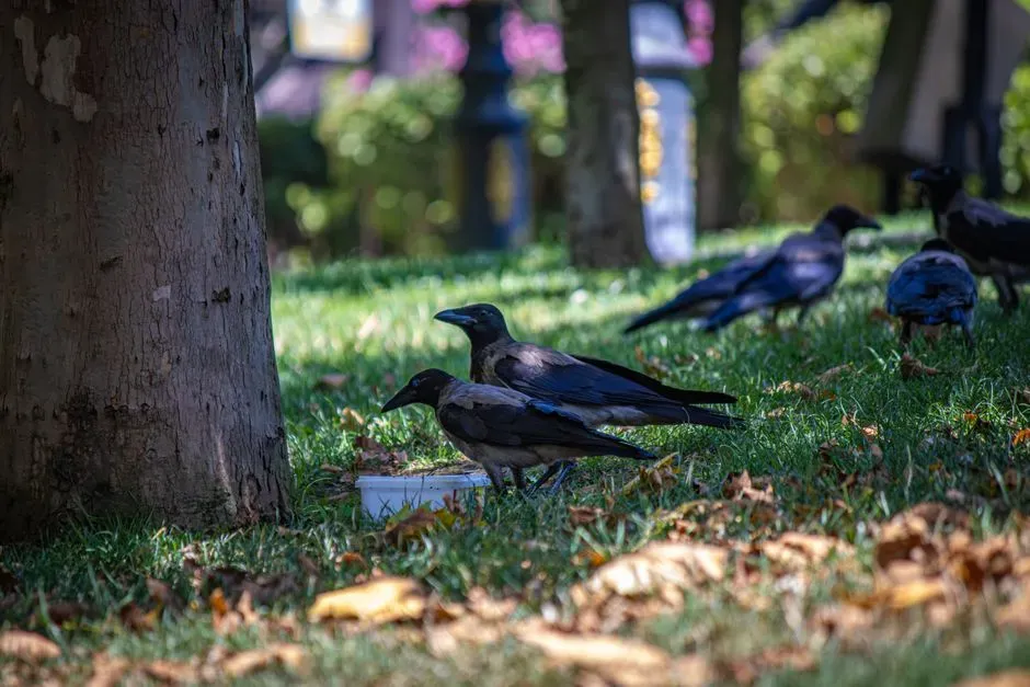 4. Holding Crow Funerals and Possibly “Teaching Moments” (Image Credits: Pexels)