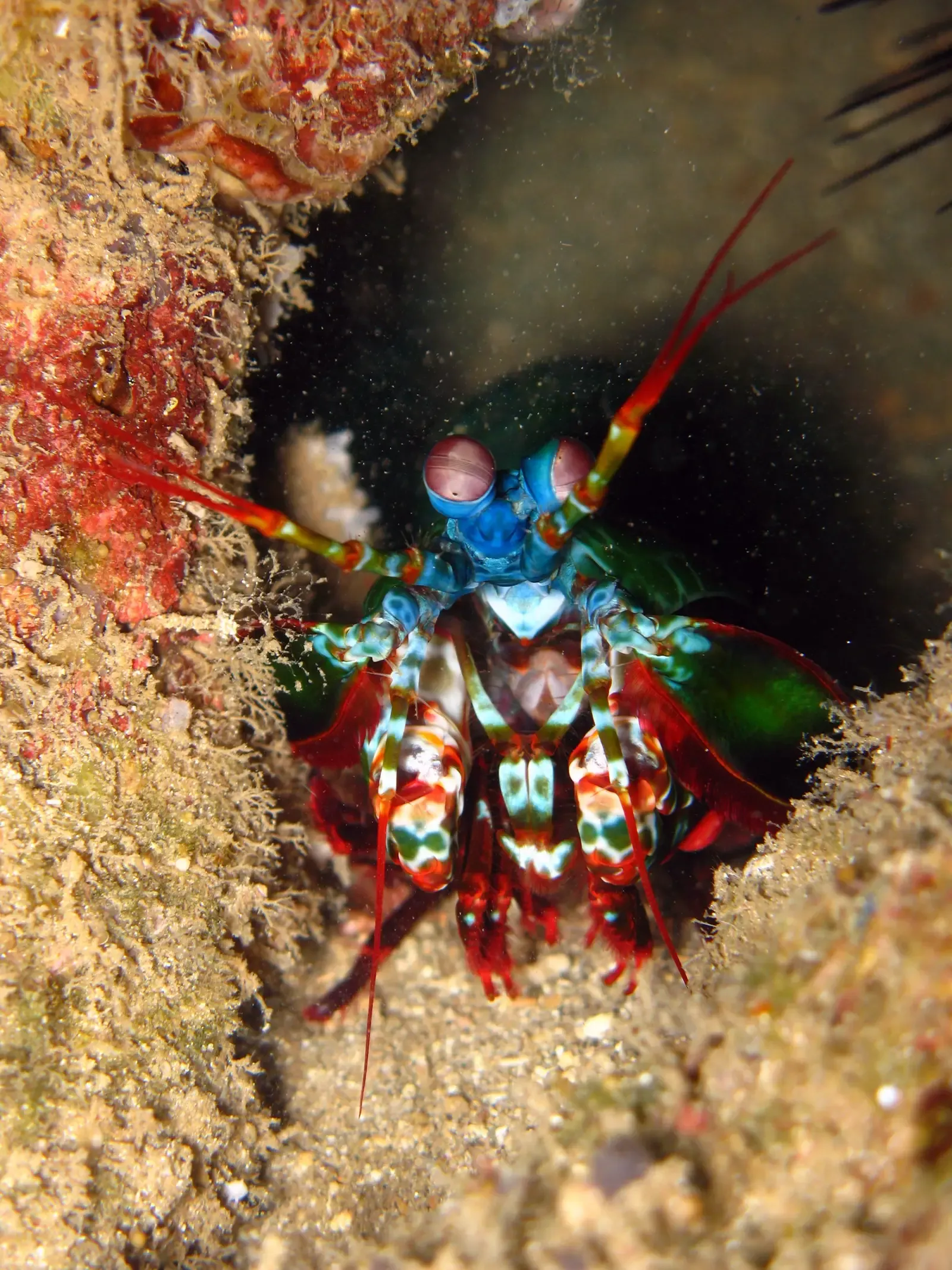 Mantis Shrimp: Color Vision That Leaves Humans in the Dark (Image Credits: Wikimedia)