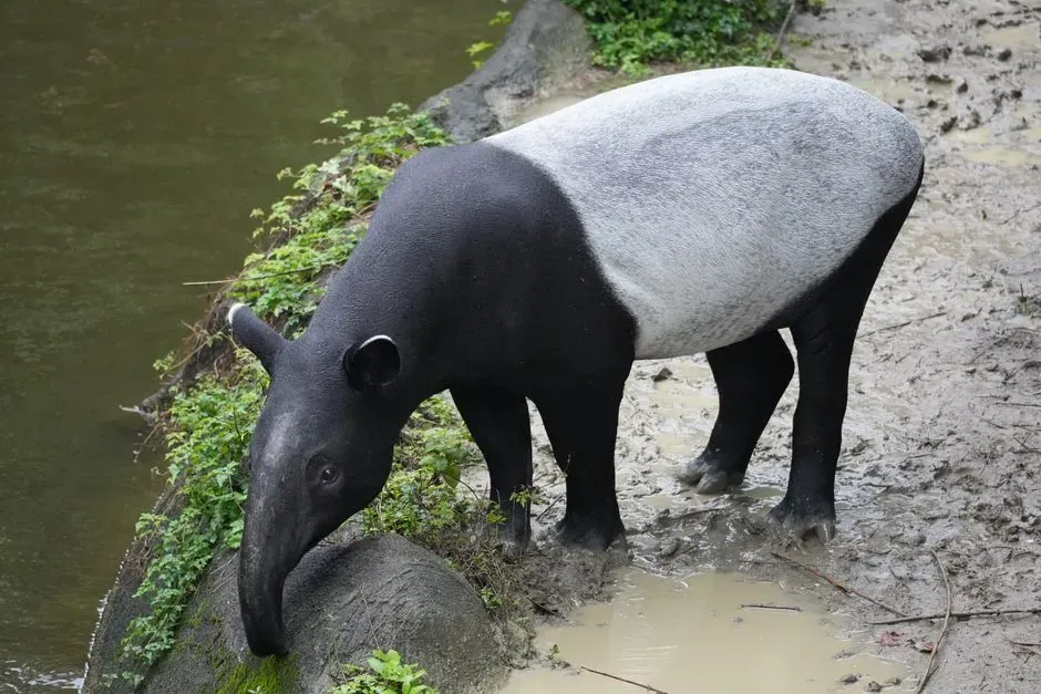 Capricorn – The Tapir: Grounded, Reserved, and Quietly Enduring (Image Credits: Pexels)