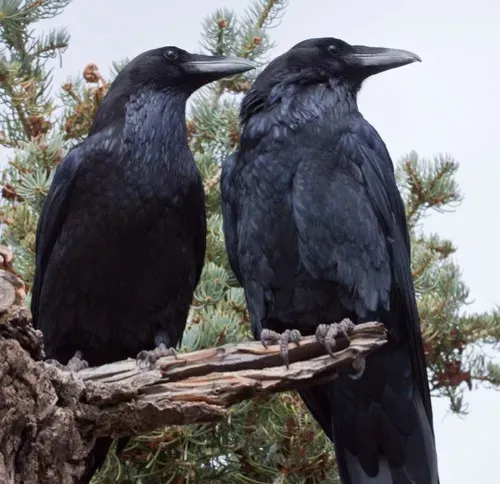 Respecting The Birds: Ethics, Boundaries, And Coexisting With Ravens (Image Credits: Wikimedia)